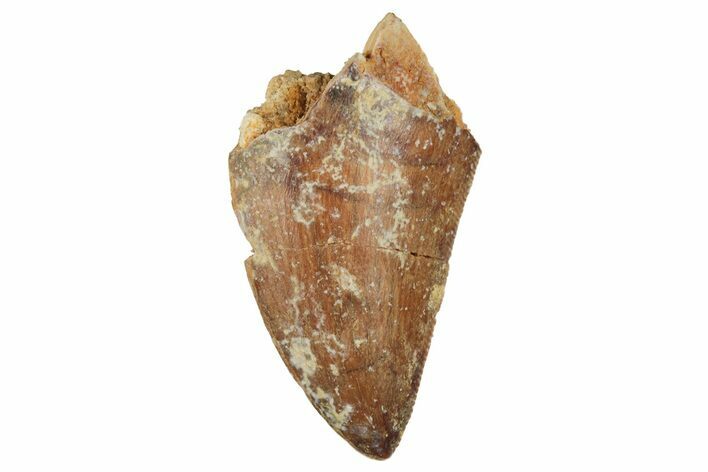 Serrated, Juvenile Carcharodontosaurus Tooth #228789